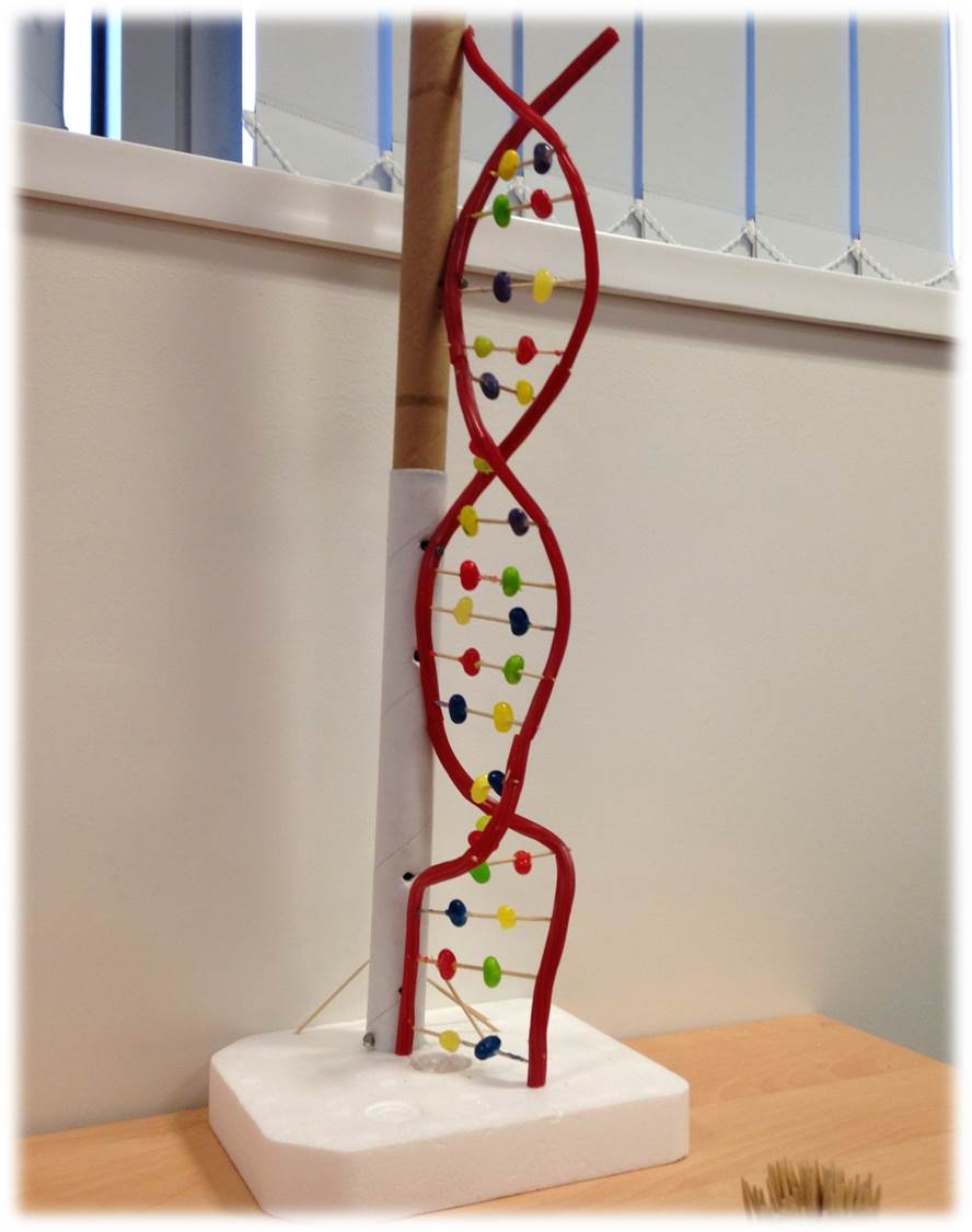 A double helix, recreated using jelly beans for the christmas lecture